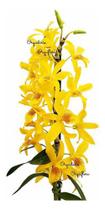Orquídea Dendrobium Stardust Chyomi ! Planta Adulta ! - Orquiflora