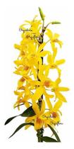 Orquídea Dendrobium Stardust Chyomi ! Planta Adulta ! Orquídea Dendrobium Stardust Chyomi ! Planta Adulta !