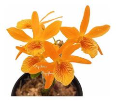 Orquídea Dendrobium Stardust Firebird Planta Adulta Espécie Rara Exótica
