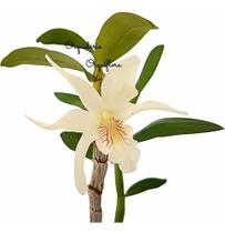 Orquídea Dendrobium Stardust Planta Adulta Branca White Summer Espécie Rara Exótica