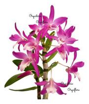 Orquídea Dendrobium Stardust Rainbown Dance ! Planta Adulta - Orquiflora