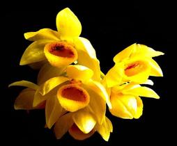 Orquídea Dendrobium sulcatum
