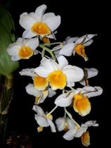 Orquídea Dendrobium Thirsyflorum. Plantas Adultas.