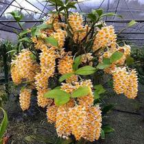 Orquídea Dendrobium Thyrsiflorum Muda da de 5 CM Orquídea Dendrobium Thyrsiflorum Muda da de 5 CM