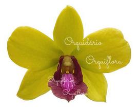 Orquídea Dendrobium Tongchai Gold Planta Adulta Com Vaso
