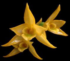 Orquídea Dendrobium trigonopus