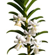 Orquídea Dendrobium Uniflorum Rara Adulta Enraizada A Florir