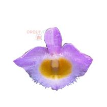 Orquidea Dendrobium var. loddigesii