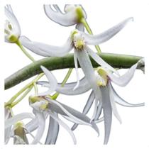 Orquidea Dendrobium Wassellii Mini Flor Planta Rara Exotica