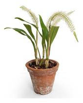 Orquídea Dendrochilum Glumaceum Planta Adulta 3 A 4 Bulbos Orquídea Dendrochilum Glumaceum Planta Adulta 3 A 4 Bulbos