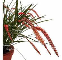 Orquídea Dendrochilum Wenzelii Planta Adulta No Cachepot