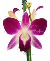 Orquídea Denphal Sonia Diamond Planta Adulta Natural - Orquiflora