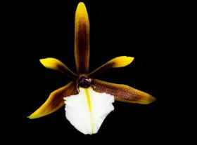 Orquídea Dinema polybulbon