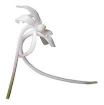 Orquídea Do Samurai Neofinetia Falcata Planta Adulta Orquídea Do Samurai Neofinetia Falcata Planta Adulta