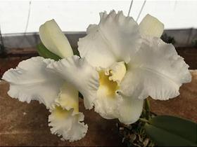 Orquídea Empress Bells Stepheson x C Francis T C Au Floralia pré adulta (S048)