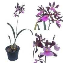 Orquídea Encyclia Atropurpurea X Encyclea Cordigea Adulta Orquídea Encyclia Atropurpurea X Encyclea Cordigea Adulta