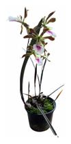 Orquidea Encyclia Randii Adulta * Planta Top - doce l@r Orquidea Encyclia Randii Adulta * Planta Top - doce l@r