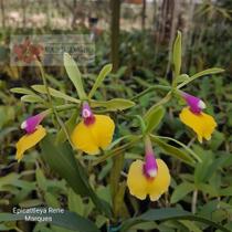 Orquídea Epicattleya Rene Marques - Híbrido de Epidendrum e Cattleya