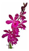Orquídea Epicattleya Yucatan Magenta Planta Adulta - Orquiflora
