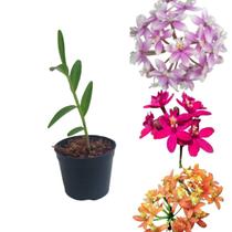 Orquídea Epidendrum Cores Mista Planta Muda Flor Rara Exótica Ideal Para Decoração De Ambientes Jardins Casa Lar - Orquiflora