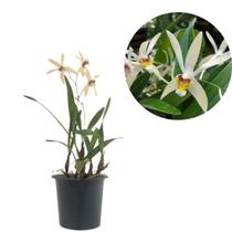 Orquidea Epigeneium Dendrobium cymbidioides Filipinas