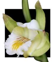 Orquidea Eulophia Spectabilis