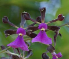 Orquídea Exótica Coleção Rara Encyclia Atropurpurea Adulta