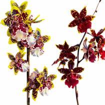 Orquídea Exótica Colmanara Já Florindo Com Vaso - docel@r