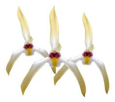 Orquídea Exótica Maxillaria Setigera ! Planta Adulta ! - Orquiflora