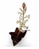 Orquídea Flor Pipoca Ludisia Discolor Planta Adulta Natural Planta Exótica Rara Ambientes Interiores Exteriores Jardins Decoração Natureza - no brand