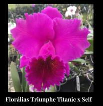Orquídea Floralia Triunph Titanic (3267) - Fabricação própria
