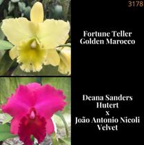 Orquídea Fortune Teller x Deane Sanders (3178) - Fabricação própria