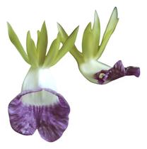 Orquídea Galeandra Chapadensis - Muda