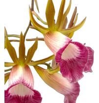 Orquídea Galeandra Santarena - Muda