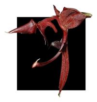 Orquidea Gongora Atropurpurea - orquidario DF