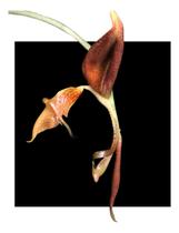 Orquidea Gongora Quinquinervis - orquidario DF