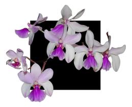 Orquidea Holcoglossum Amesianum