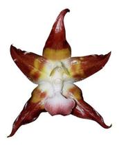 Orquídea Huntleya Meleagris Planta Adulta Exótica Raridade !