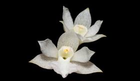 Orquídea Isabelia pulchella alba
