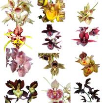 Orquidea Kit 10 Catasetum - Sem Identificação -