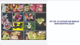 Orquidea Kit 10 Catasetum - Sem Identificação - Orquidea Kit 10 Catasetum - Sem Identificação -