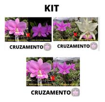 Orquidea Kit 3 Cattleya Nobilior Selecionadas Cod 03 - orquidario DF