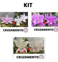 Orquidea Kit 3 Cattleya Nobilior Selecionadas Cod 04