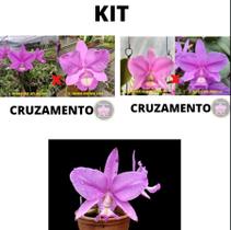 Orquidea Kit 3 Cattleya Nobilior Selecionadas Cod 06 Orquidea Kit 3 Cattleya Nobilior Selecionadas Cod 06