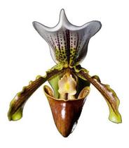 Orquidea Kit 5 Sapatinho Paphiopedilum Insigne Com Vaso. - Orquiflora