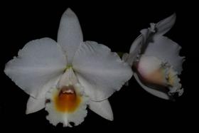 Orquídea Laelia alaori x cattleya chocoensis