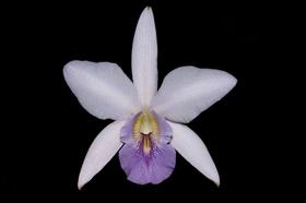 Orquídea Laelia anceps coerulea x cattleya walkeriana coerulea Orquídea Laelia anceps coerulea x cattleya walkeriana coerulea