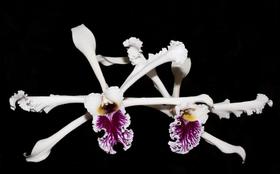 Orquídea Laelia crispa tipo x flamea foto tipo Orquídea Laelia crispa tipo x flamea foto tipo