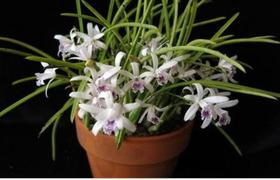 Orquídea Laelia lundii Orquídea Laelia lundii