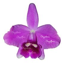 Orquídea Laelia Pumila Planta Adulta Orquídea Laelia Pumila Planta Adulta